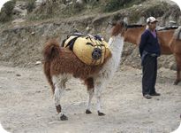 BOLIVIAN MOUNTAINEER