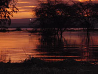 hippo in Kenya